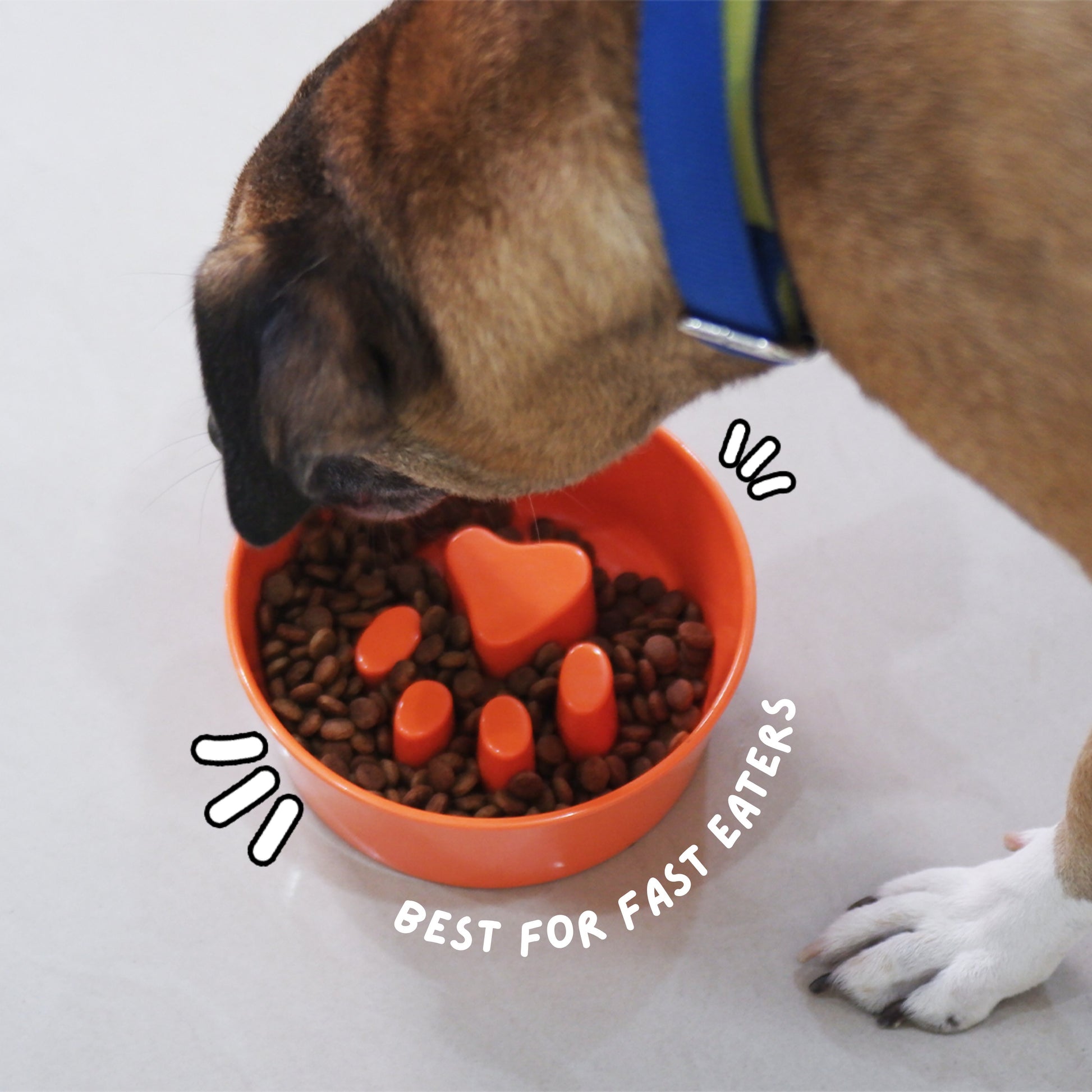 Accessories | Sploot Originals - Slow Feeder Dog Bowl - Sploot