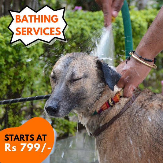 Dog Grooming | Bathing Service (only in Delhi NCR) - Sploot