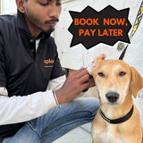 Dog Grooming - Book Slot Now, Pay Later | Delhi & Gurgaon - Sploot