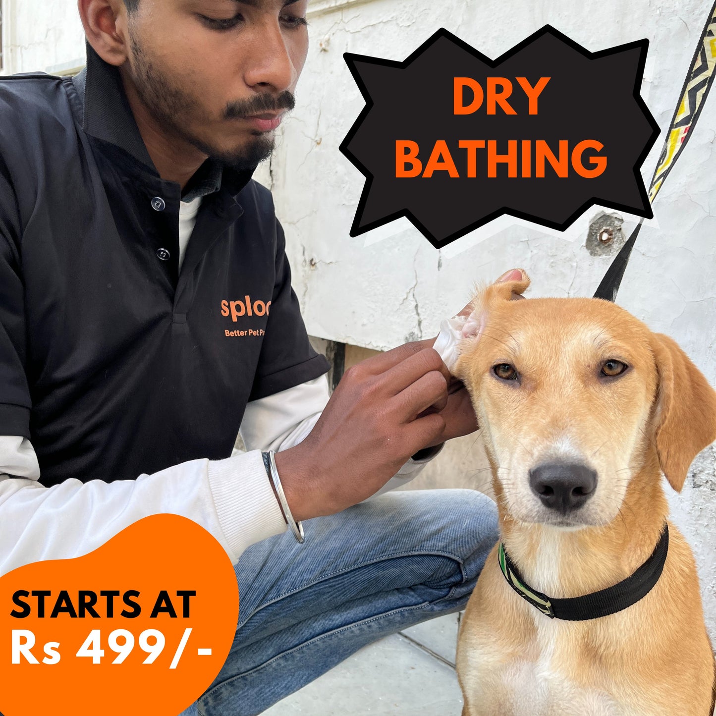 Dog Grooming | Dry Bath Package ( Delhi NCR only) - Sploot