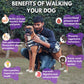 Dog Walking | Book a Trial Walk (Gurugram Only) - Sploot