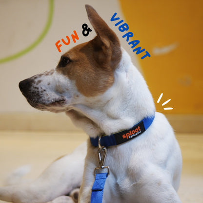 Sploot Originals - Collars and Leashes - Sploot