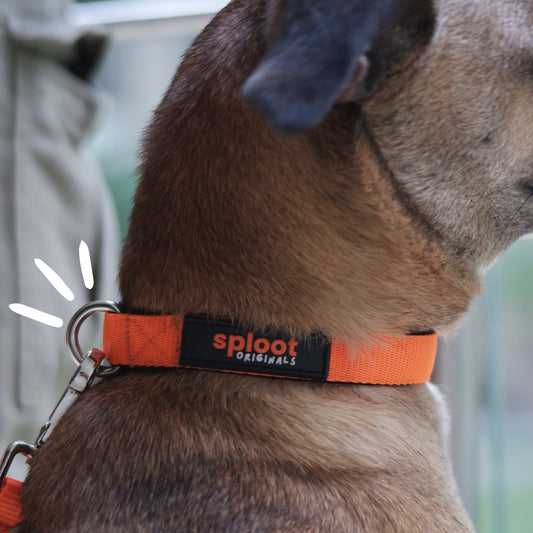 Sploot Originals - Leash - Orange and Black - Sploot