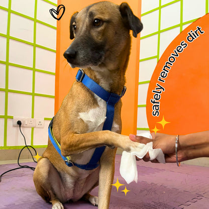 Walking Accessories - Pet Wipes - Sploot